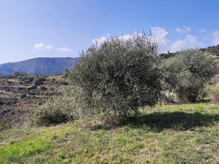 Detached House With Garden And Sea View Guest House Sanremo Eksteriør bilde